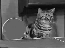 Cat Memes Gif