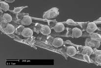 Image result for Brachyachne fulva