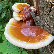 Image result for Ganoderma tsugae