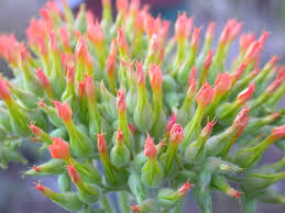 Image result for Kalanchoe lanceolata