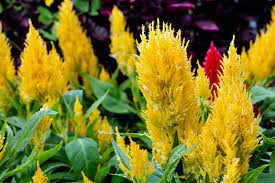 How To Grow Crazy Colorful Celosia Flowers Gardener S Path
