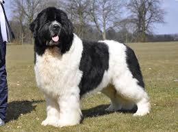 These fluffy newfie puppies grow into gentle giants with a loving, sweet nature. Working Dog Breeds List Working Dogs Puppies For Sale Price List