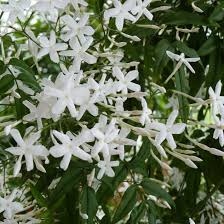 Jasmin Der Star Unter Den Duftpflanzen Jasmin Pflanze Pflanzen Kletterpflanzen