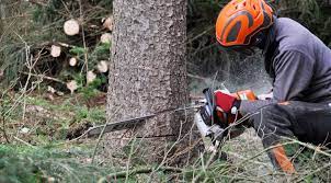 Check spelling or type a new query. How To Cut Down Fell A Tree With A Chainsaw Chainsaw Larry