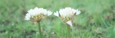 Image result for Haemanthus montanus