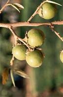 Image result for Diospyros mespiliformis