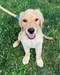 Pickles (24065, 15 WO M)