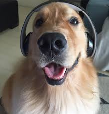 Hi My Name Is Baloo On Instagram Dj Baloo Instagram Golden Retriever Dog Heaven Smiling Dogs