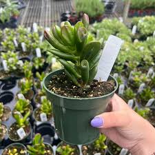 Image result for Crassula lanceolata