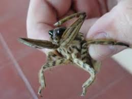 The edible giant water scorpion donuts is all the more judicious as this insect is unappetizing and particularly delicious in the mouth. Hand Holding A Giant Water Scorpion Beautiful Bugs Deadly Creatures Scorpion