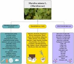 Image result for Marsilea minuta