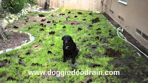 Tired of the neighborhood dogs pooping on your front lawn? Dog Poop Clean Up Solution Youtube