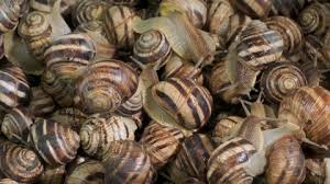 Where to buy live garden snails. Close Up Of Garden Snails Stock Footage Video 100 Royalty Free 1030575989 Shutterstock