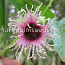 Image result for Telfairia pedata