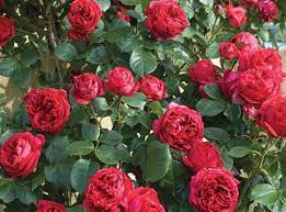 Red Eden Rose Climbing Roses Eden Rose Rose Garden Landscape