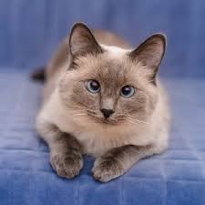 22.04.2020 · lynx point siamese personality. Lilac Point Siamese Cats 3 Interesting Facts