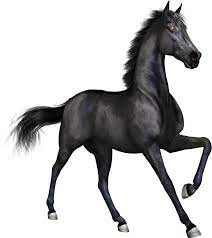 Clipartplace Thoroughbredhorse1 Png 2223 2495 Horses Black Horse Thoroughbred Horse