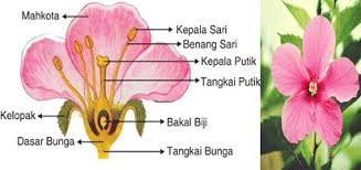 Nama organ bunga dan fungsinya. Jenis Bunga Pengertian Macam Nama Bagian Struktur Fungsi