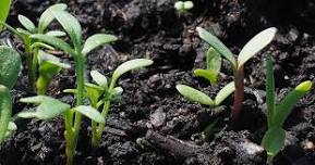 Tending the Soil - Fullerton