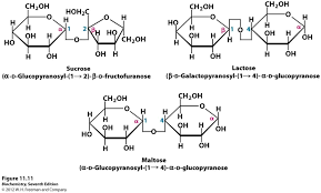 Maltose Sucrose And Lactose Chemistry Chemical Structure Biochemistry