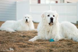 Check spelling or type a new query. Great Pyrenees Myth Or Fact It S Dog Or Nothing