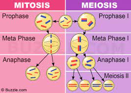 A Study Of The Basic Difference Between Mitosis And Meiosis Mitosis Meiosis Biology Lessons