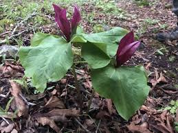 Image result for Cyperus rigidifolius