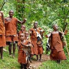 Image result for Pycreus africanus