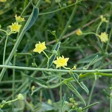 Image result for Helinus spartioides