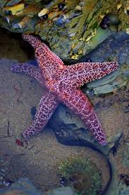 When my great grandma passed away, we all got matted black bead bracelets with a purple. Purple Starfish By Paul Hood