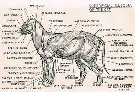 cat muscles cat anatomy vet med veterinary medicine