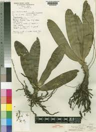 Image result for Angraecopsis amaniensis