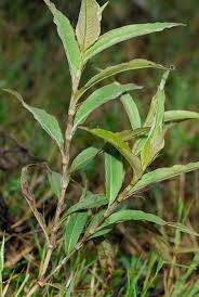 Image result for Persicaria nepalensis