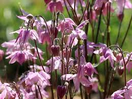 Gaec Les Senteurs Du Quercy Iris Plantes Recherche Google En 2020 Plante Vegetal Senteurs