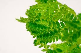 Image result for Selaginella chevalieri