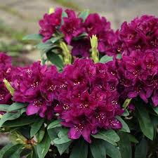 Image result for Rhododendron