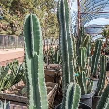 The plant is very densely spined (one of the spiniest of the ferocacti) and because of that, will tolerate full sun. Cactus Harlow Gardens