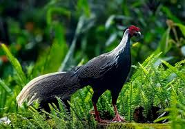 Phát hiện nhiều loài động vật quý hiếm trên núi Bạch Mã - Báo Công an Nhân  dân điện tử