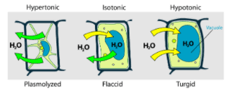 Check spelling or type a new query. Endosmosis Takes Place When A Plant Cell Is Immersed Class 11 Biology Cbse