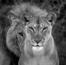 Black And White Lion And Lioness Pictures Pin By Gina W On Big Cats And Company Animals Lion Family Lion Love