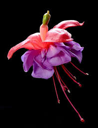 Fuchsia Fuchsia Flower Fuchsia Flower Photos
