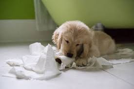 Mukemmel Golden Retriever Egitim Rehberi