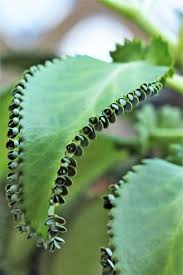 Kalanchoe Laetivirens Mother Of Thousands A Type Of Succulent Kalanchoe Daigremontiana