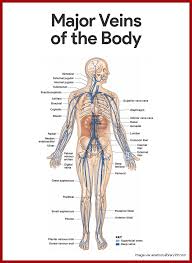 Arterioles distribute blood to capillary beds, the sites of exchange with the body tissues. Cardiovascular System Anatomy And Physiology Study Guide For Nurses