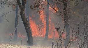 Orman yangınları avustralya'nın geniş bölgelerini tahrip etmeye devam ettikçe, yaban hayatı üzerindeki. Hatay Da Orman Yangini 3 Hektar Alan Zarar Gordu Hatay Buyuksehir Tv