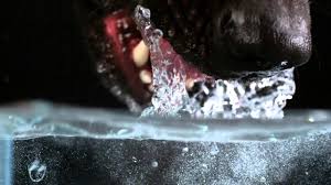 The water goes everywhere and they always make a mess. Dog Drinks Water In Slow Motion