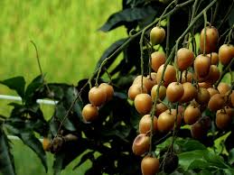 Image result for Clausena lansium