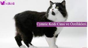 cymric kedi cinsi ve ozellikleri kedi evcil hayvanlar hayvan