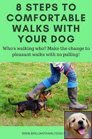 Dog Behavior On Prednisone And Dog Behavior Training Dog Training Dog Training Obedience Training Your Dog