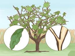 4 Easy Ways To Identify Lemon Tree Diseases Wikihow